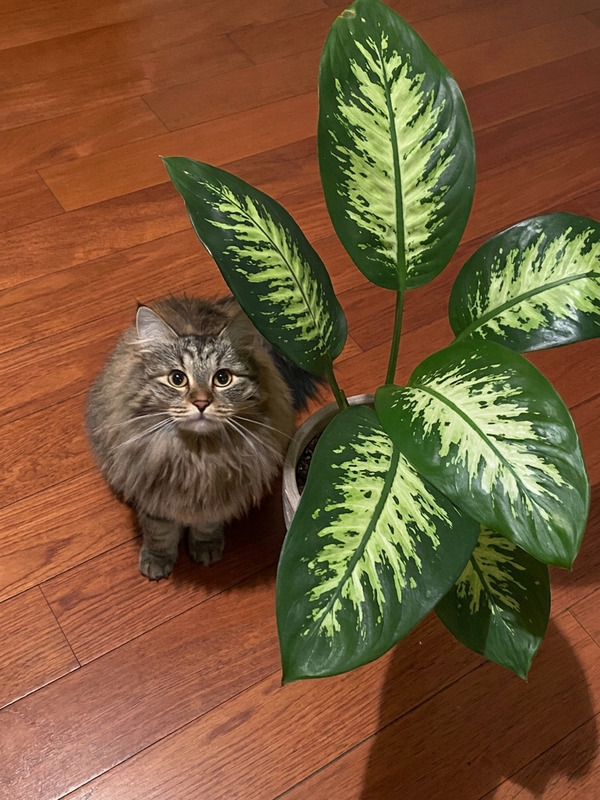 Dieffenbachia Tropic
